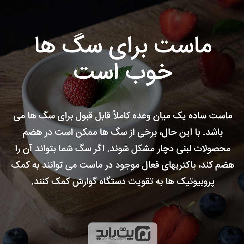 ماست برای سگ